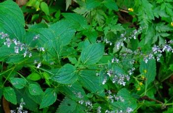 蓝萼香茶菜