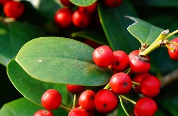 冬青科 冬青科