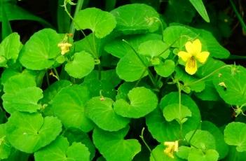 双花堇菜（双花堇菜读音）