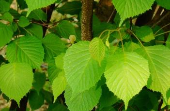 领春木科 领春木科