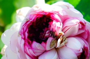 千瓣莲 千瓣莲在佛教中的寓意