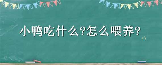 小鸭吃什么?怎么喂养? 小鸭子要喂什么食物