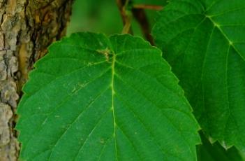 蓝果树科 蓝果树科和珙桐科的异同点