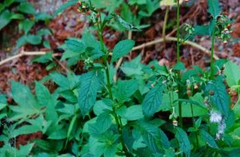 野茼蒿