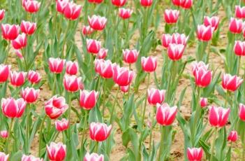 李维斯 李维斯牛仔裤型号