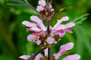 轮伞花序（轮伞花序是无限花序吗）