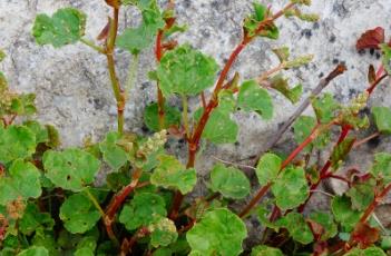 中华山蓼 中华山蓼花的功效