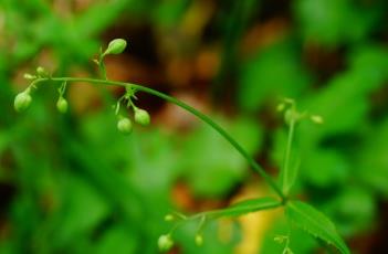 轮叶沙参（轮叶沙参价格）