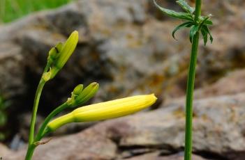 小黄花菜（鲜黄花菜的正确食用方法）