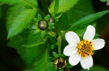 白花鬼针草 白花鬼针草的功效与作用