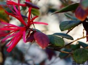 红花檵木 红花檵木读音