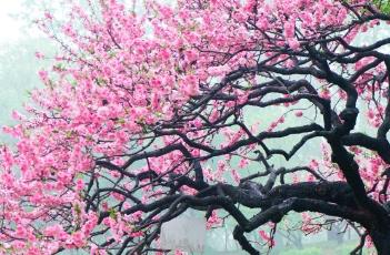 桃花诗词 桃花诗词