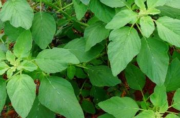 反枝苋（反枝苋的药用价值）