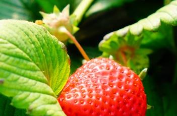 草莓浇水注意事项 草莓浇水注意事项