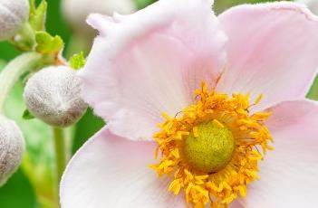 野棉花 野棉花图片