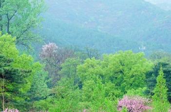 桃花诗词 桃花诗词