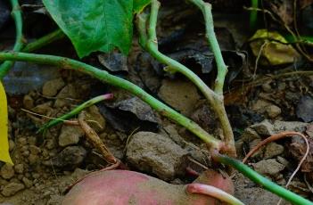 红薯膨大期的管理技术（红薯膨大期的管理技术措施）