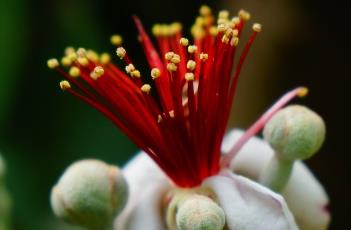 菲油果