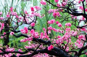 桃花诗词 桃花诗词