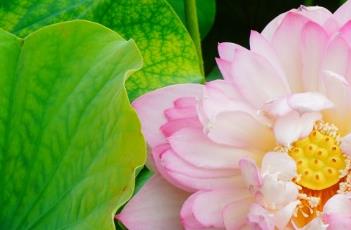 露半唇（唇露是什么）