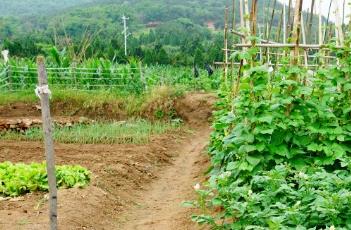 土豆苗期怎么管理 土豆苗期怎么管理