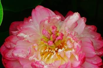 丹绣球 绣球jiami