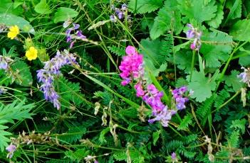 蓝花棘豆 蓝花棘豆的花语