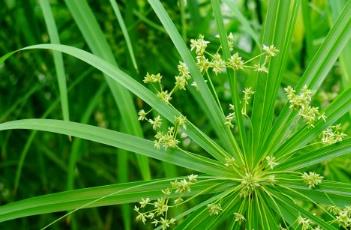 风车草 风车草放家里风水怎么样