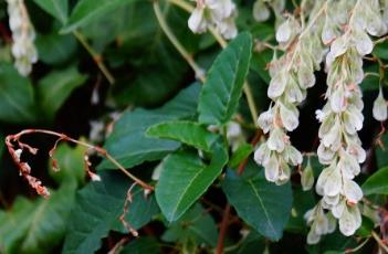 木藤蓼 木藤蓼的功效与作用