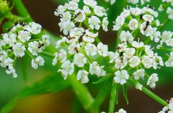 天山泽芹 天山泽芹