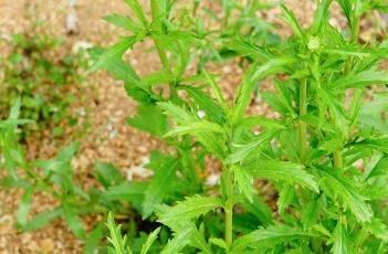 北美独行菜 北美独行菜什么科