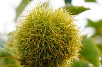 壳斗科（壳斗科植物的主要特征）