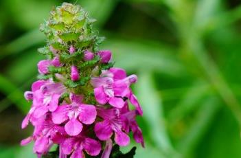 穗花马先蒿 穗花马先蒿别名