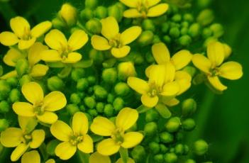 疣果匙荠 疣果匙荠危害