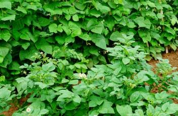 土豆苗期怎么管理 土豆苗期怎么管理