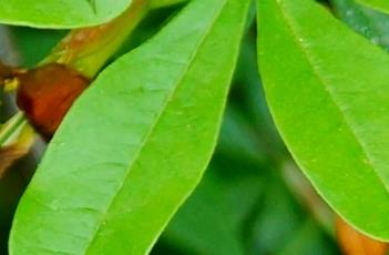 具短尖叶尖（具短尖叶尖图片）