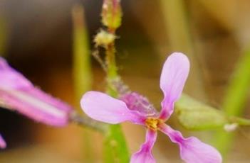 离子芥 离子芥可以吃吗