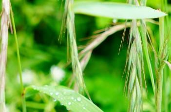 披碱草 披碱草播种量