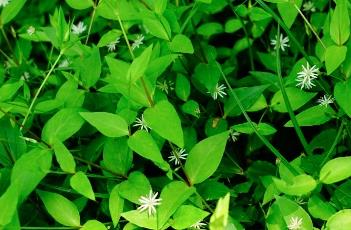 柳叶繁缕 繁缕的意思