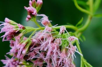 大麻叶泽兰 大麻叶泽兰
