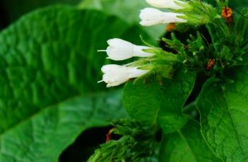 聚合草（聚合草的生长环境）