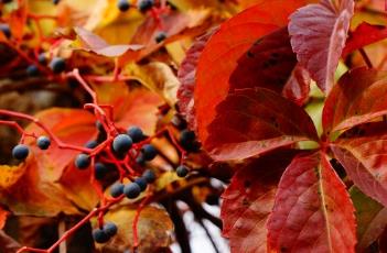 五叶地锦 五叶地锦