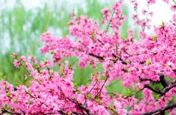 桃花诗词 桃花诗词