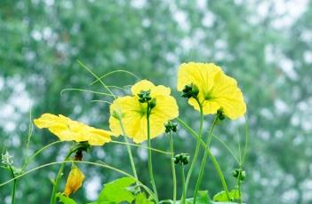 阳台种植丝瓜（阳台种植丝瓜要多大的盆）