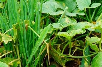 辣椒混种效益高 辣椒混种效益高