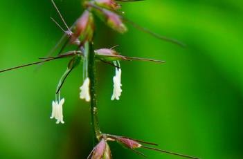 求米草（麦冬草）