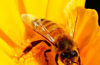 茼蒿的种植方法（茼蒿几月份播种最好）
