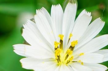 小苦荬（小苦荬图片）