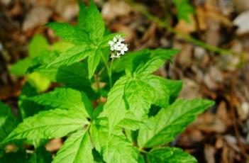 白花碎米荠（费菜）