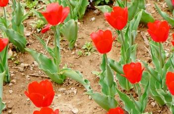 卡塔格（卡塔格内综合症）